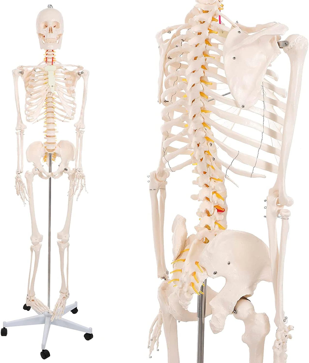 Schelet uman anatomic 180 cm – model didactic articulat, cu detalii precise, inclusiv nervi spinali, montaj pe stativ cu roti