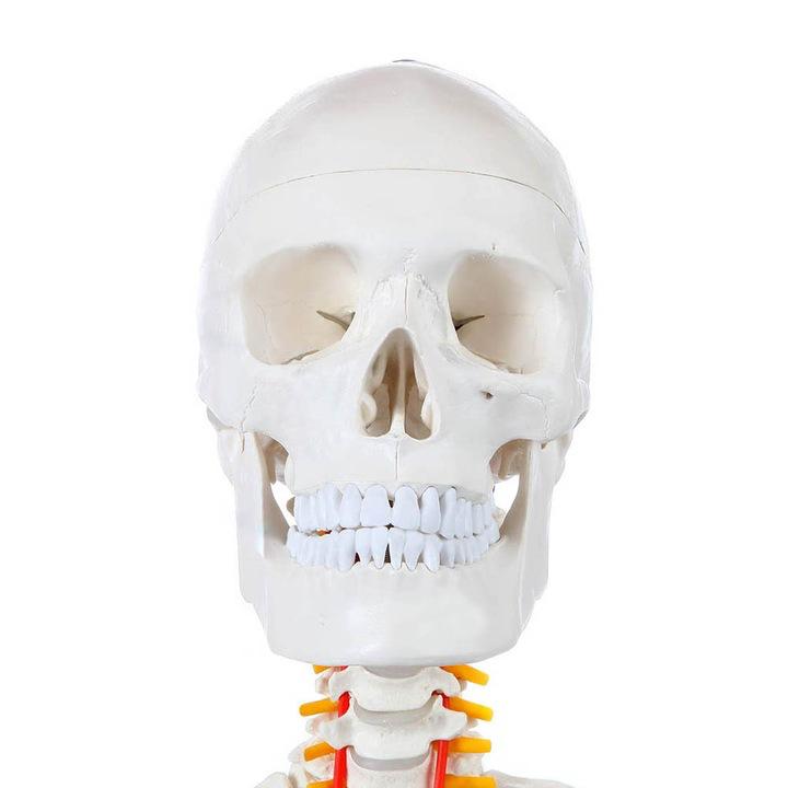 Schelet uman anatomic 180 cm – model didactic articulat, cu detalii precise, inclusiv nervi spinali, montaj pe stativ cu roti