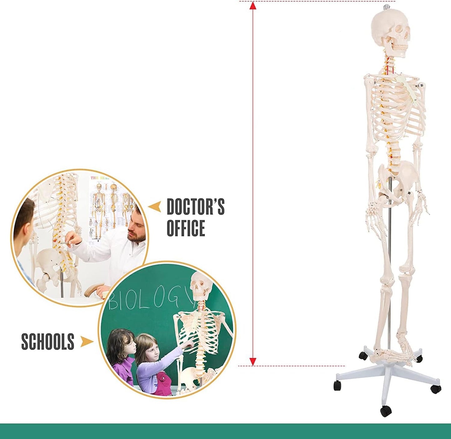 Schelet uman anatomic 180 cm – model didactic articulat, cu detalii precise, inclusiv nervi spinali, montaj pe stativ cu roti