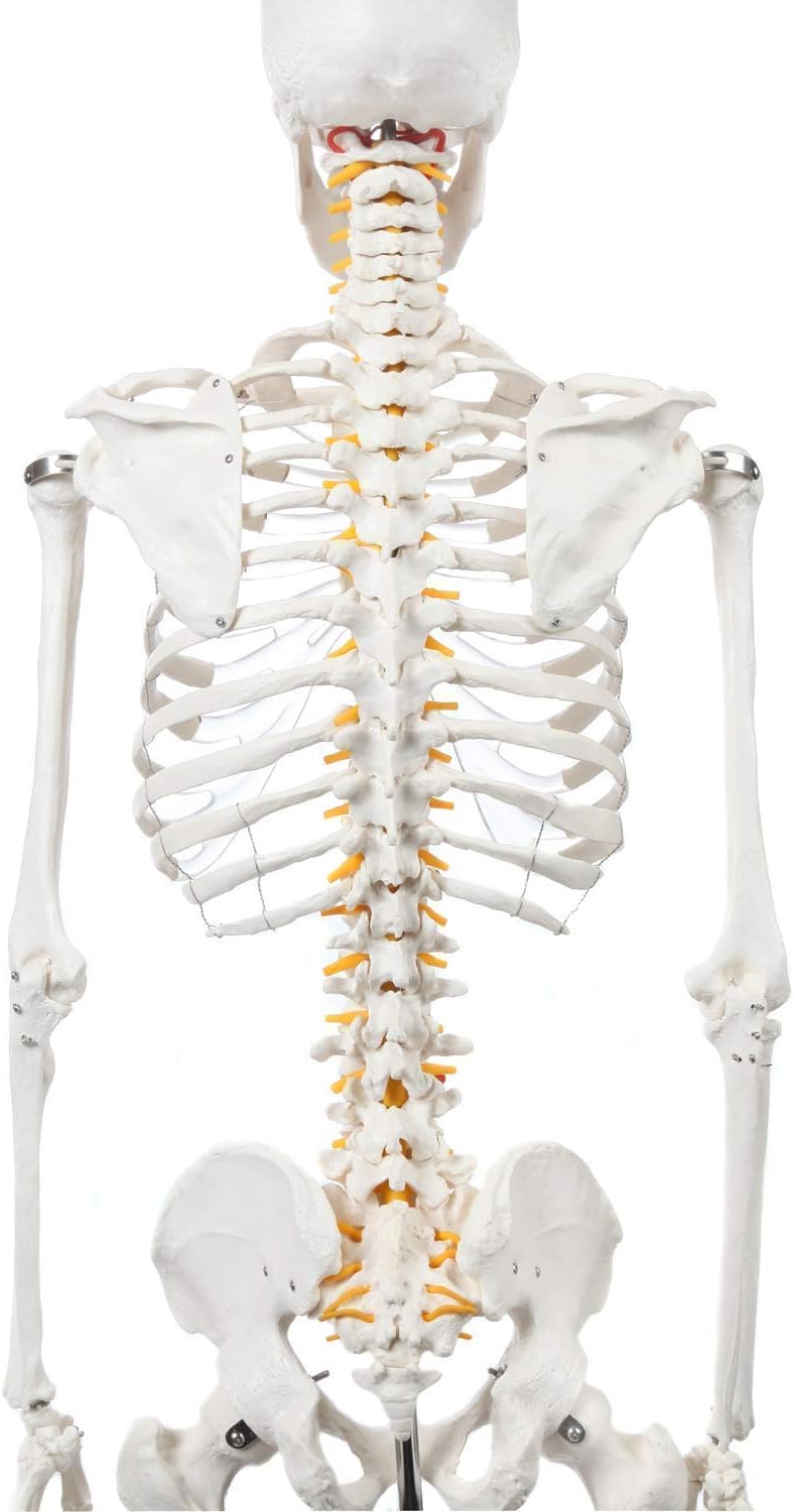 Schelet uman anatomic 180 cm – model didactic articulat, cu detalii precise, inclusiv nervi spinali, montaj pe stativ cu roti