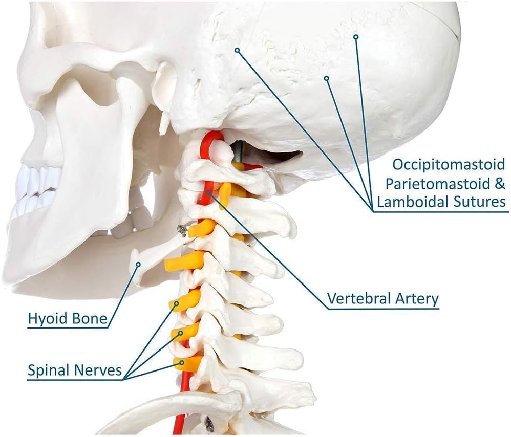 Schelet uman anatomic 180 cm – model didactic articulat, cu detalii precise, inclusiv nervi spinali, montaj pe stativ cu roti