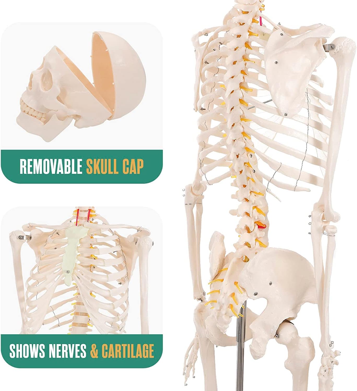 Schelet uman anatomic 180 cm – model didactic articulat, cu detalii precise, inclusiv nervi spinali, montaj pe stativ cu roti