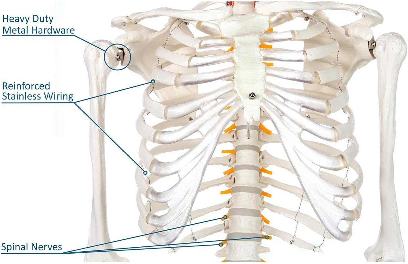 Schelet uman anatomic 180 cm – model didactic articulat, cu detalii precise, inclusiv nervi spinali, montaj pe stativ cu roti