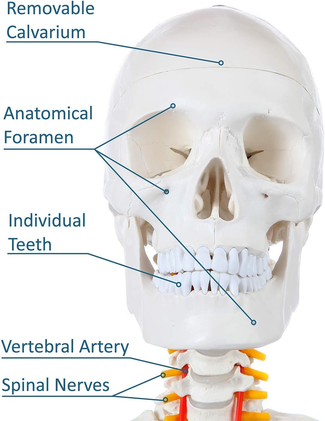 Schelet uman anatomic 180 cm – model didactic articulat, cu detalii precise, inclusiv nervi spinali, montaj pe stativ cu roti