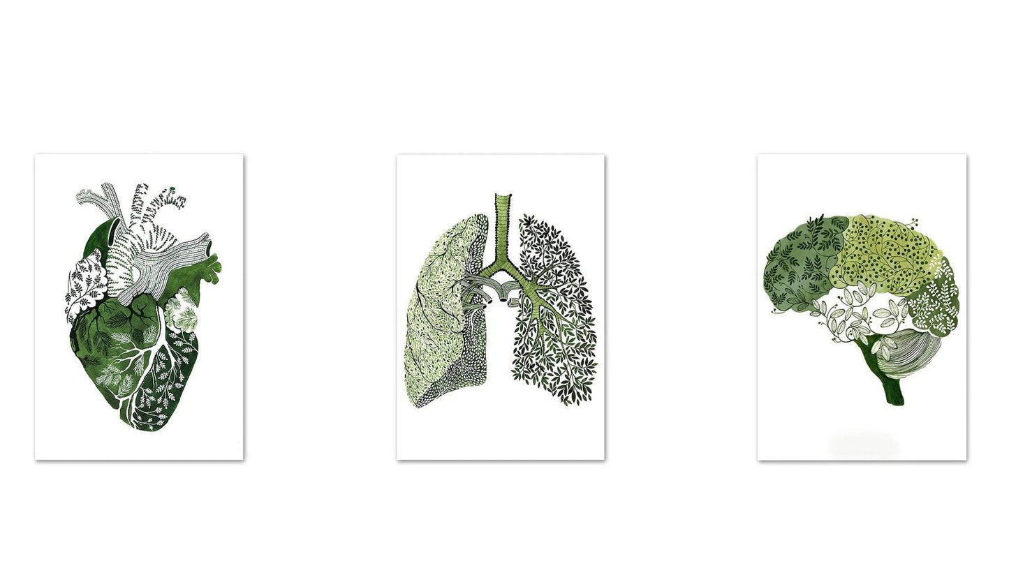 Set de 3 Tablouri Canvas, Modele Anatomice in forma de Inima, Creier si Plamani, Verde, Fara rama, VELICO®