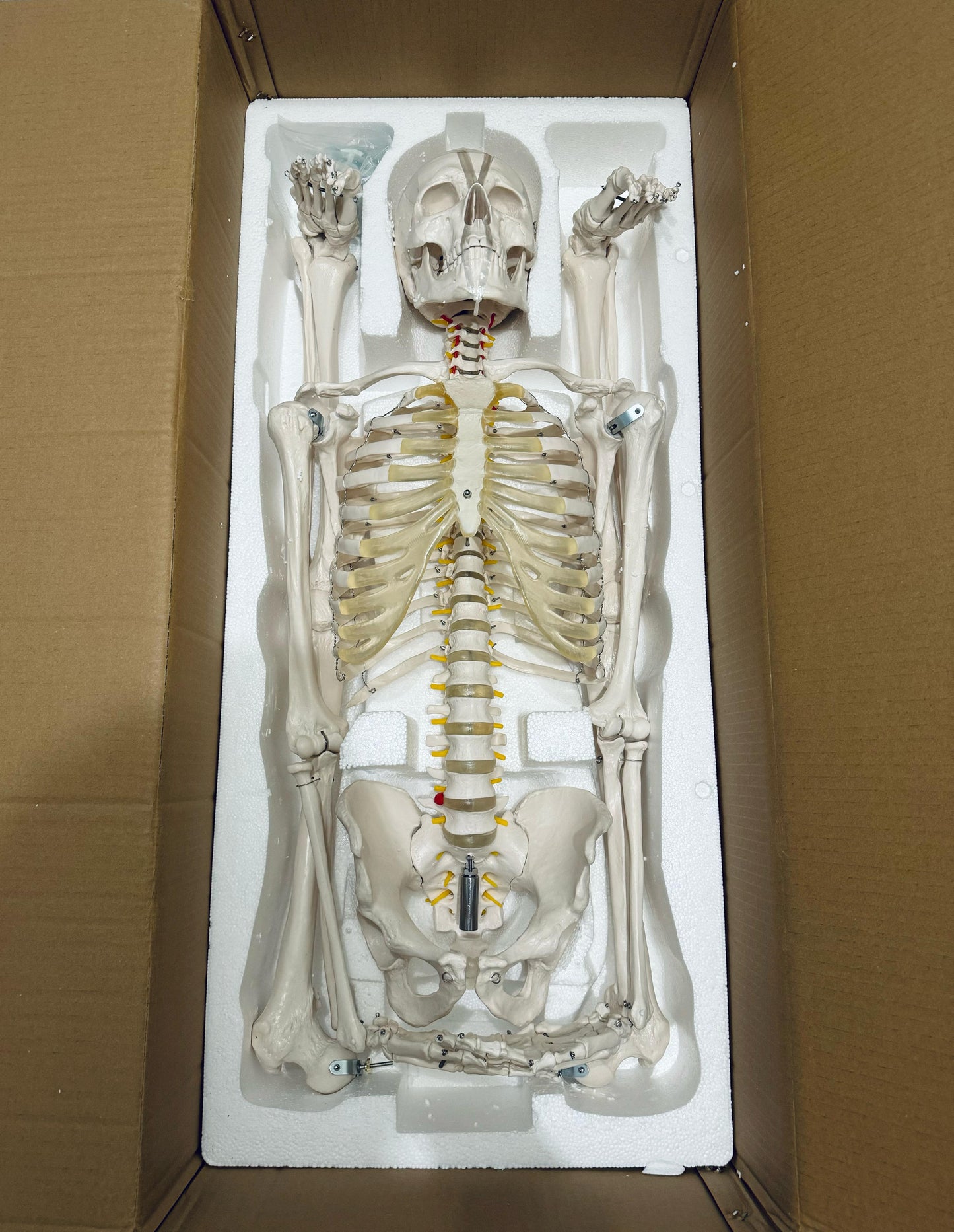 Schelet uman anatomic 180 cm – model didactic articulat, cu detalii precise, inclusiv nervi spinali, montaj pe stativ cu roti