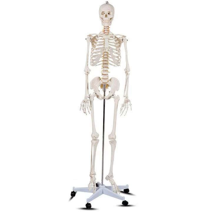 Schelet uman anatomic 180 cm – model didactic articulat, cu detalii precise, inclusiv nervi spinali, montaj pe stativ cu roti