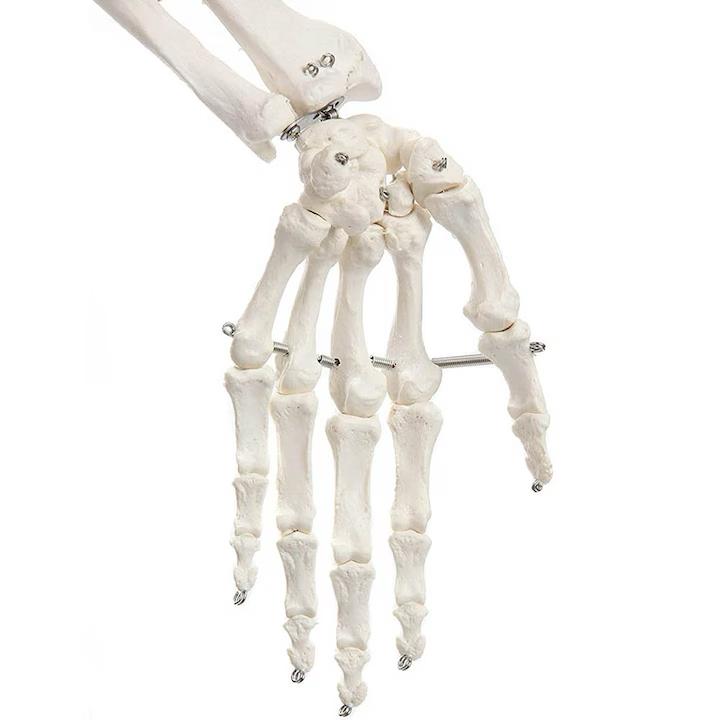Schelet uman anatomic 180 cm – model didactic articulat, cu detalii precise, inclusiv nervi spinali, montaj pe stativ cu roti