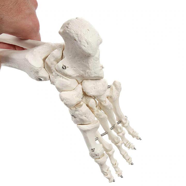 Schelet uman anatomic 180 cm – model didactic articulat, cu detalii precise, inclusiv nervi spinali, montaj pe stativ cu roti
