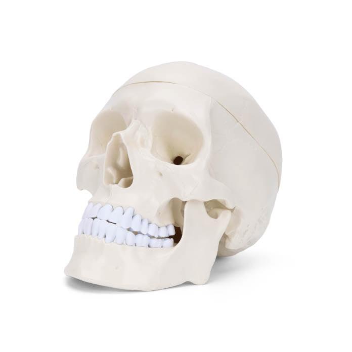 craniu-uman-model-pedagogic