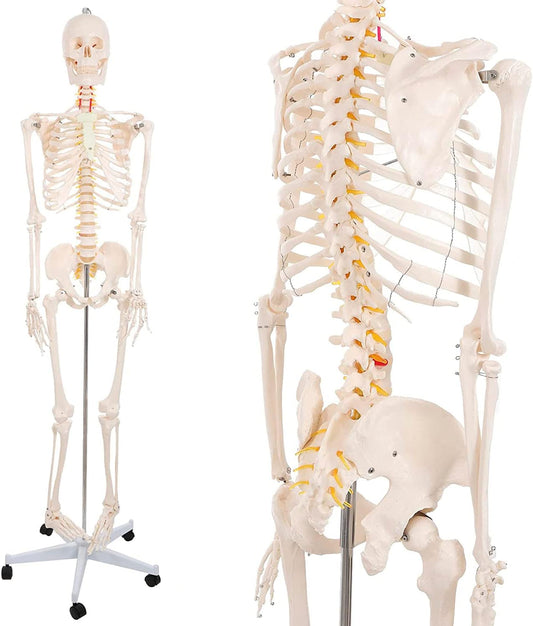 Schelet uman anatomic 180 cm – model didactic articulat, cu detalii precise, inclusiv nervi spinali, montaj pe stativ cu roti