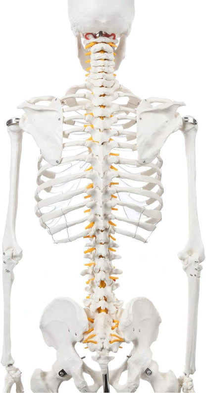 Schelet uman anatomic 180 cm – model didactic articulat, cu detalii precise, inclusiv nervi spinali, montaj pe stativ cu roti