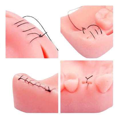 Suport de sutura dentara, cu doua arcade si doua hemiarcade dentare cu dinti albi din silicon, Suture Expert