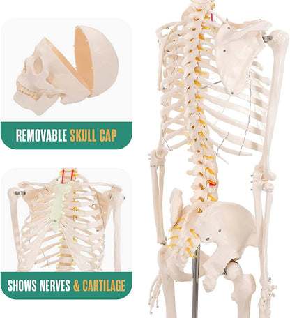 Schelet uman anatomic 180 cm – model didactic articulat, cu detalii precise, inclusiv nervi spinali, montaj pe stativ cu roti