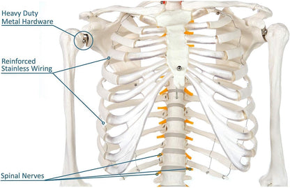 Schelet uman anatomic 180 cm – model didactic articulat, cu detalii precise, inclusiv nervi spinali, montaj pe stativ cu roti