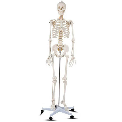 Schelet uman anatomic 180 cm – model didactic articulat, cu detalii precise, inclusiv nervi spinali, montaj pe stativ cu roti